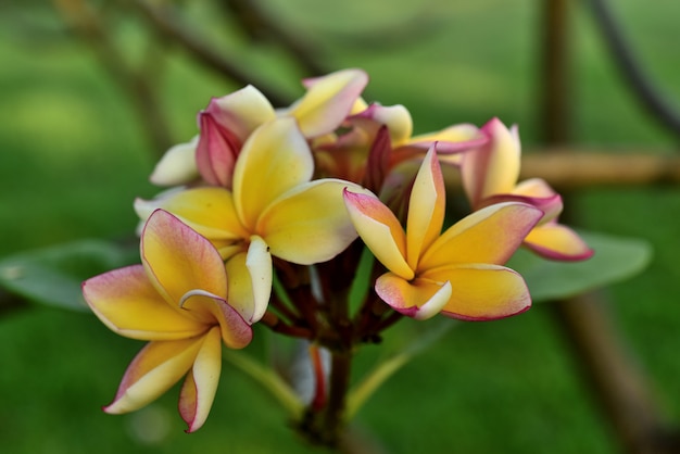 Mooie bloemen in de tuin Bloei in de zomer