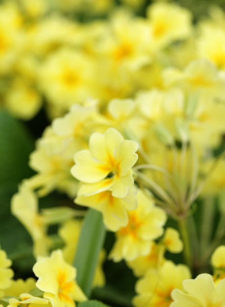 Mooie bloemen in de tuin