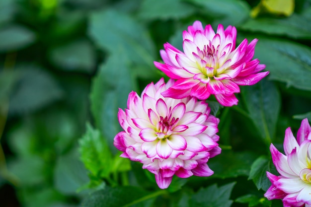 Mooie bloemen in de tuin.