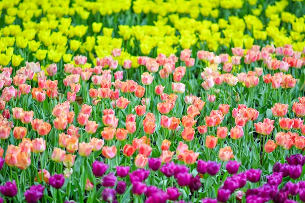 Mooie bloemen in de tuin.