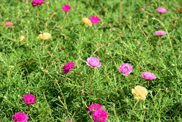 Mooie bloemen in de tuin