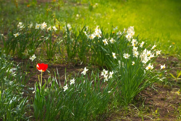 mooie bloemen in de tuin