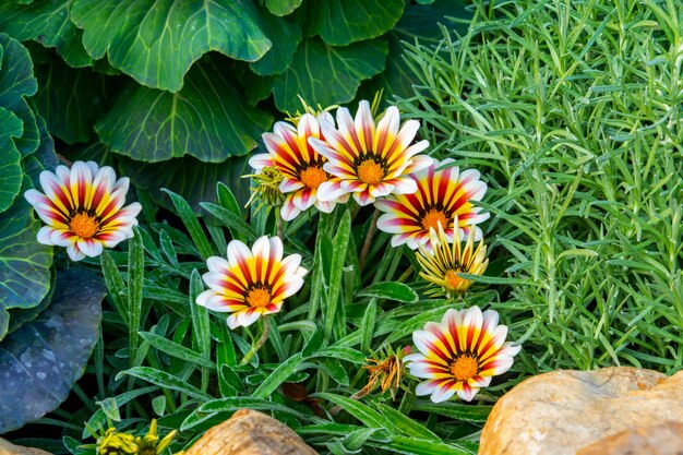 Mooie bloemen in de tuin.