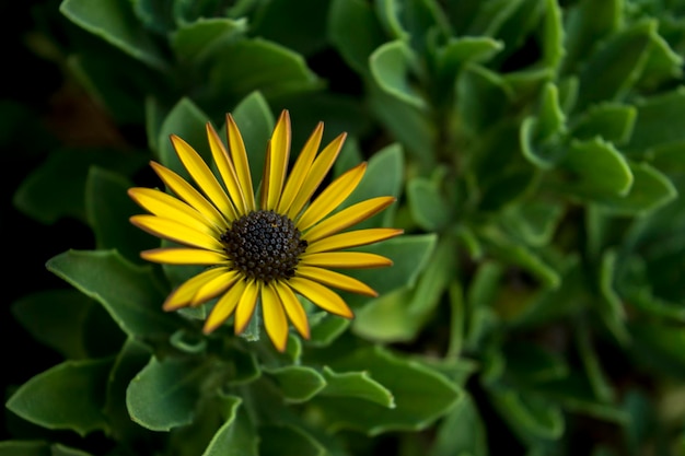 Mooie bloemen in de tuin.