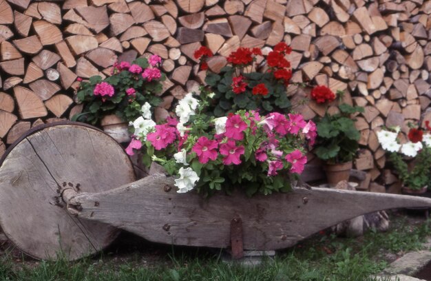 Foto mooie bloemen in de tuin.