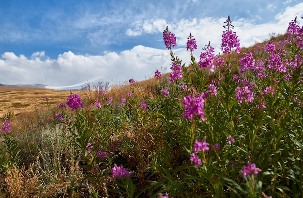 Mooie bloemen in het veld. Zonsondergang in steppe