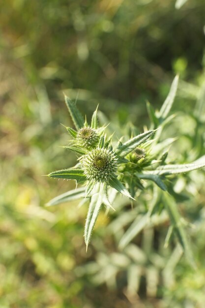 Mooie bloemen in het veld