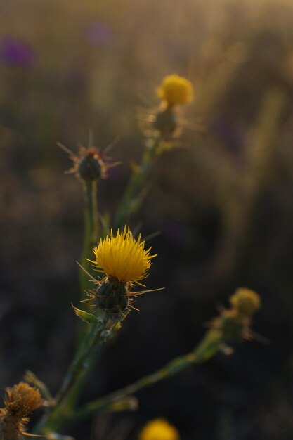 Mooie bloemen in het veld