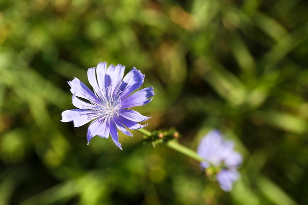 Foto mooie bloemen in het veld