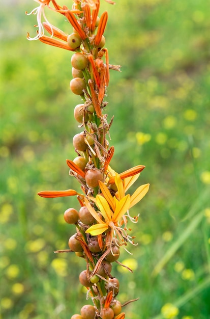 Mooie bloemen in het voorjaar in Israël close-up