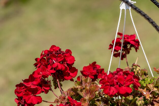 Mooie bloemen in pot, in openlucht, selectieve nadruk