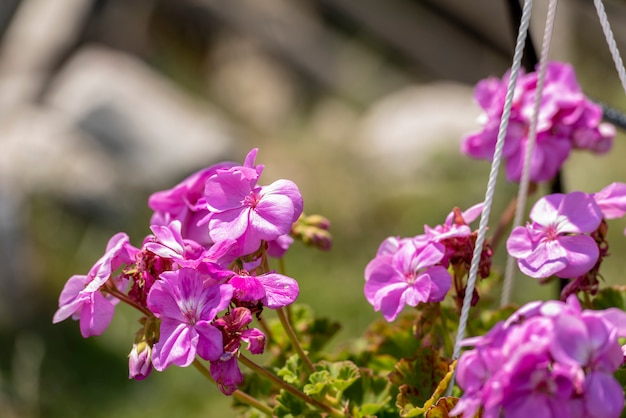 Mooie bloemen in pot, in openlucht, selectieve nadruk