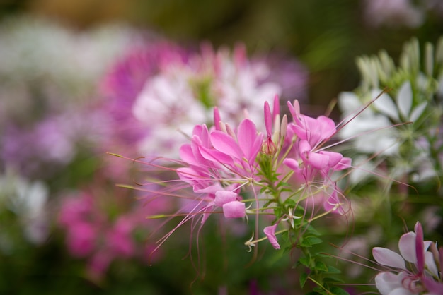 Mooie bloemen in tuin voor achtergrond