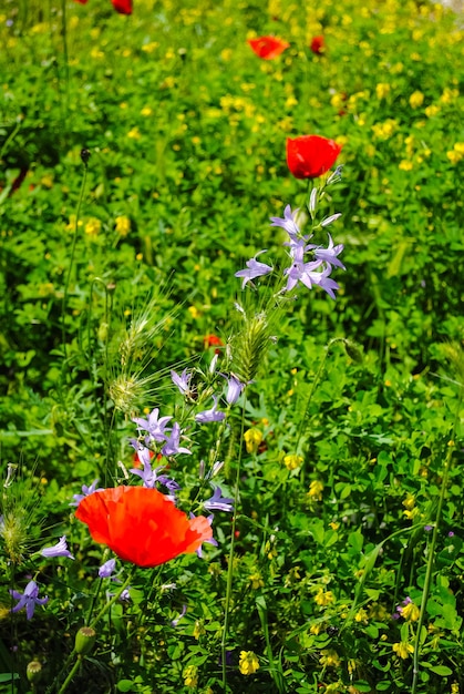 Mooie bloemen is altijd een vakantie