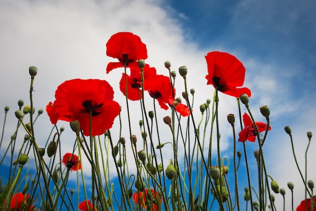 Foto mooie bloemen klaprozen tegen de blauwe lucht