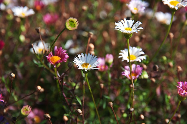 Mooie bloemen lente