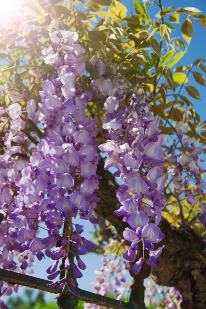 Mooie bloemen met blauwe lucht