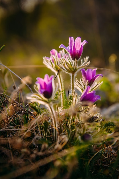 Mooie bloemen met de bladeren in de zon