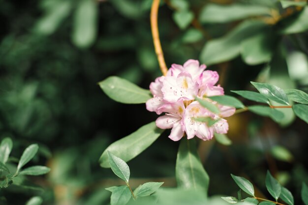 Mooie bloemen met groene bladeren close-up