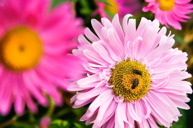 Mooie bloemen met vliegen in de stampers