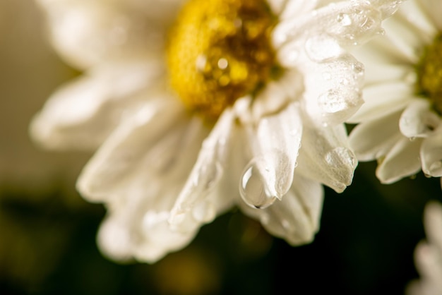 Mooie bloemen mooie witte en gele bloemen uit Brazilië donkere achtergrond selectieve aandacht