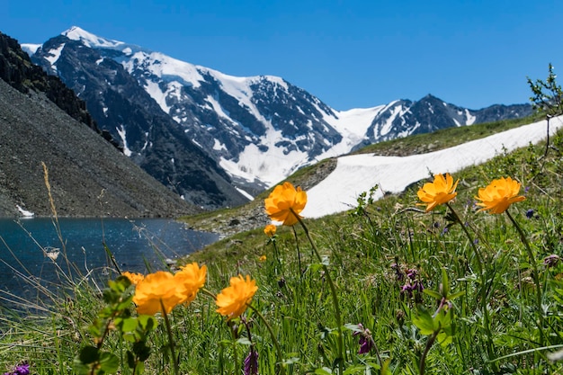 Mooie bloemen op de achtergrond van een bergmeer en besneeuwde toppen in de hoge bergen van altai wildlife van siberië in rusland mooi landschap voor achtergrond