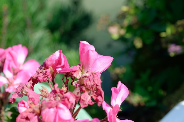 mooie bloemen op de achtergrond van water