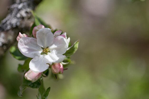 Mooie bloemen op een tak van een appelboom tegen de achtergrond van een wazige tuin Lentebloesem achtergrond
