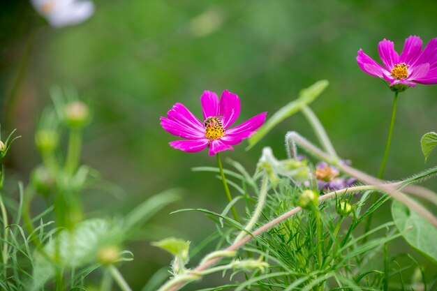 Mooie bloemen op een zachte groene achtergrond