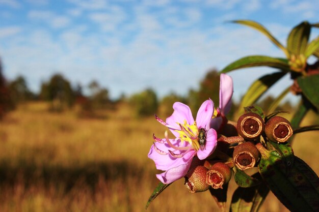 Mooie bloemen paarse kleur weide natuur achtergrond