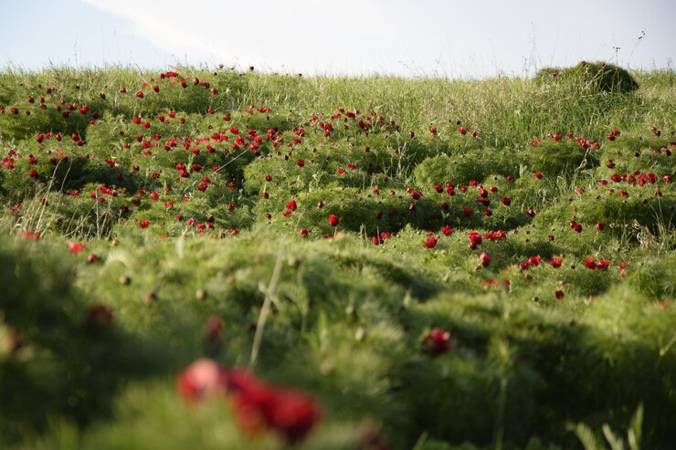 Mooie bloemen pioenrozen in de natuur Ulyanovsk regio Rusland