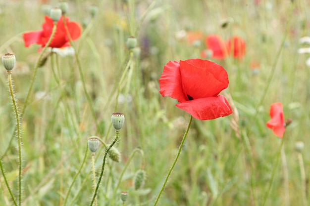 Mooie bloemen rode klaprozen close-up