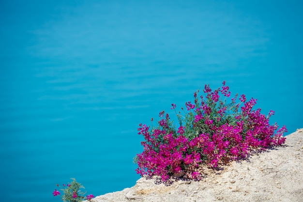 Mooie bloemen tegen de zee.