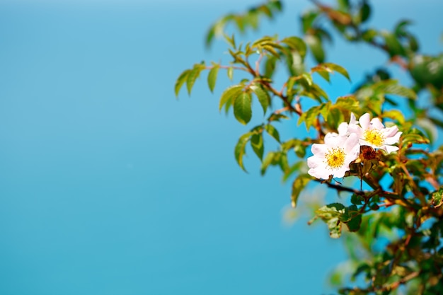 Mooie bloemen tegen de zee.