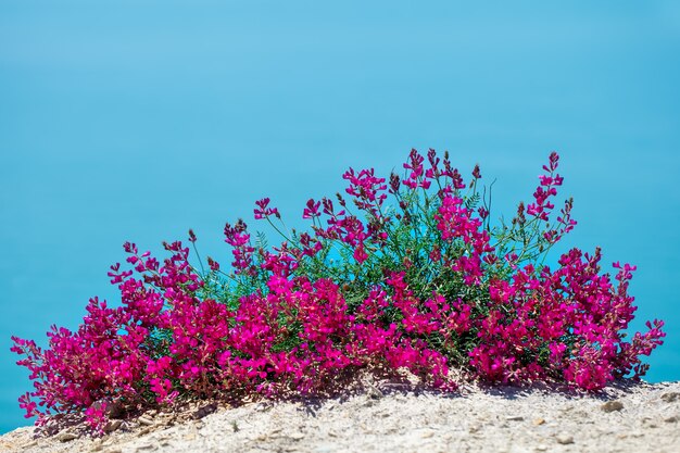 Mooie bloemen tegen de zee.