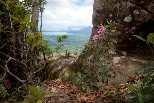 Mooie bloemen tegen een prachtig uitzicht over de vallei en de Andaman Zee eilanden en bergen vanuit het uitkijkpunt Krabi Thailand