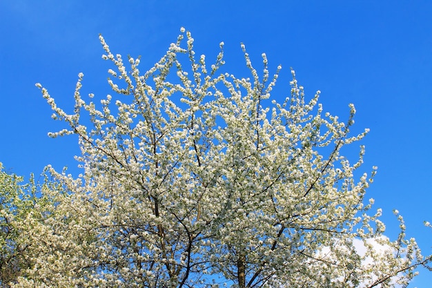 Mooie bloemen van appel pronken tegen de blauwe lucht