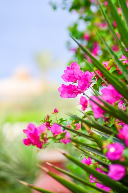 Mooie bloemen van bougainvillea in het hotel aan de kust van Egypte