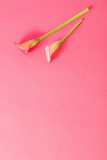 Mooie bloemen van calla lelie op papier achtergrond