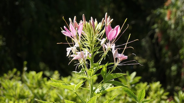 Mooie bloemen van Cleome spinosa ook bekend als spinbloem Spiny spiderflower Tarenaya ruzieriana etc