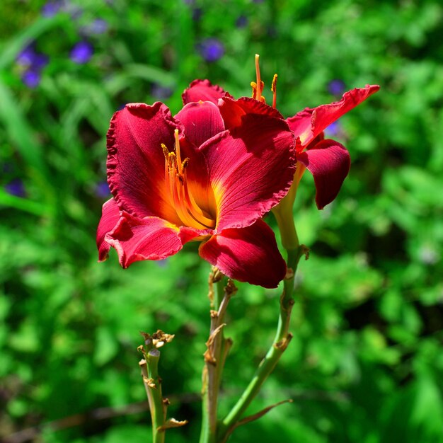 Mooie bloemen van de daglelie in de tuin tegen de achtergrond van een gazon. Bloembedden