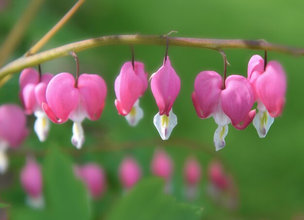 Mooie bloemen van Dicentra spectabilis bloedend hart in hartvormen in bloei op groene achtergrond