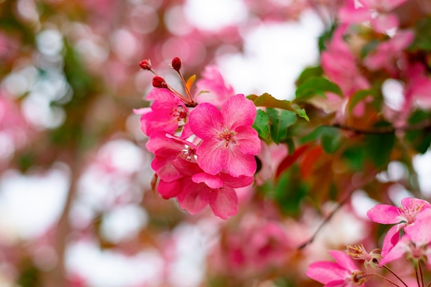 Mooie bloemen van een appelboom