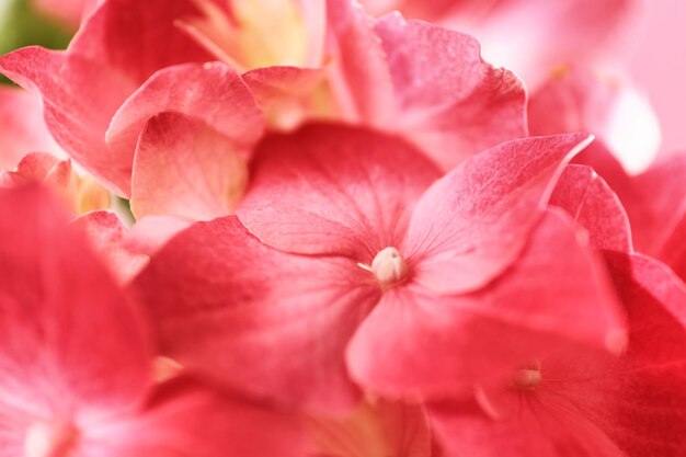 Mooie bloemen van hortensia close-up