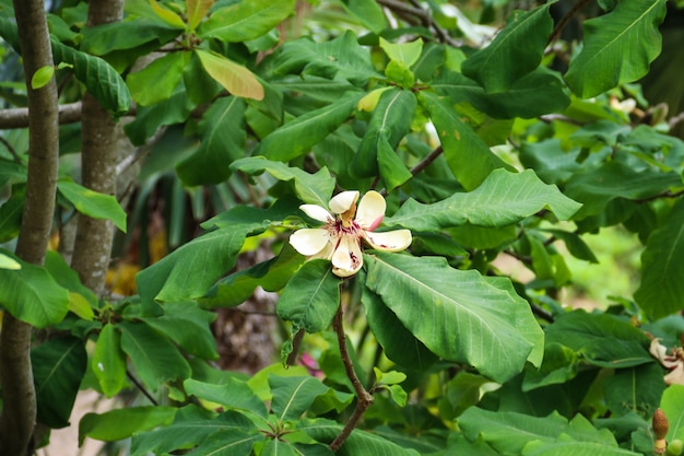 Mooie bloemen van Magnolia grandiflora (Southern Magnolia of Bull Bay)