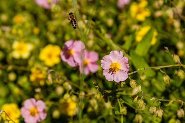 Mooie bloemen waarop de bij zit