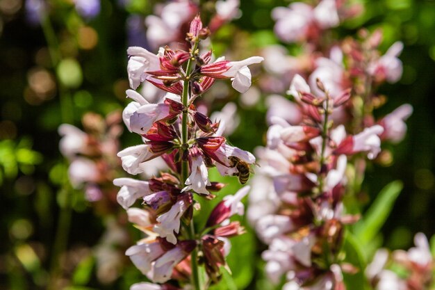 Mooie bloemen waarop de bij zit