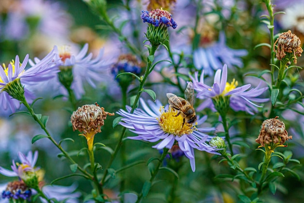 Mooie bloemen waarop een wesp zit