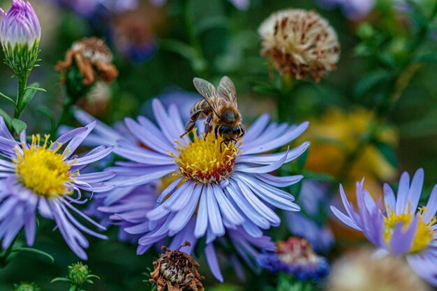 Mooie bloemen waarop een wesp zit