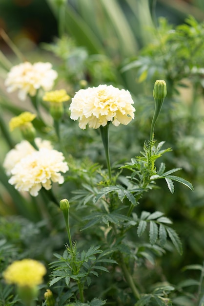 Mooie bloemen witte goudsbloemen